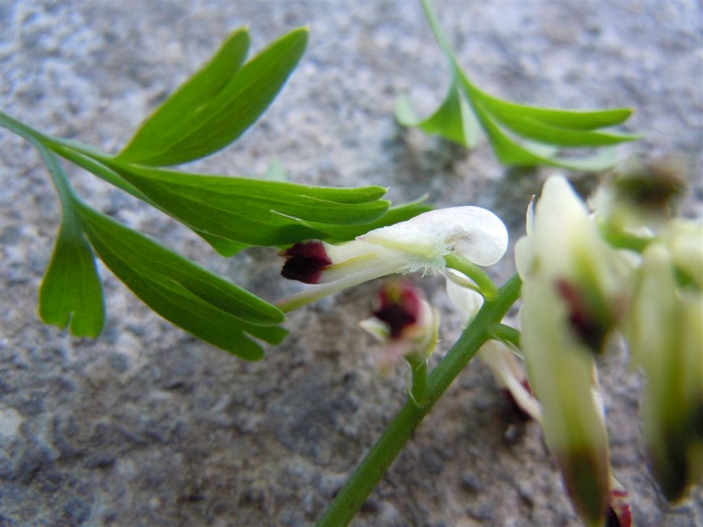 Pianta di lago2 - Fumaria sp.